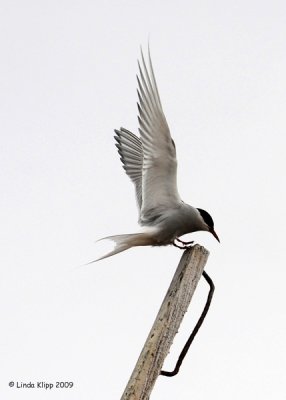 Arctic Tern, Prins Karls Forland Island  Svalbard 2