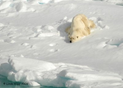 Polar Bear,  Svalbard Norway 3