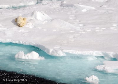 Polar Bear,  Svalbard Norway 10