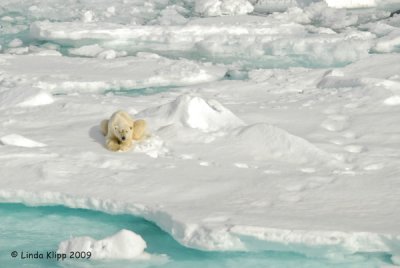 Polar Bear,  Svalbard Norway 13