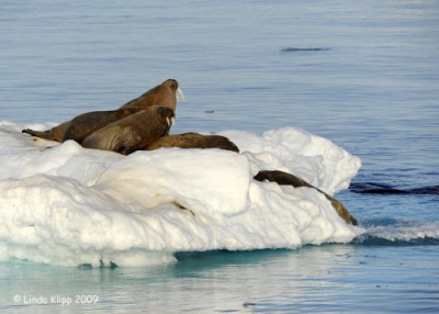 Walrus, Moffen Island Svalbard 3
