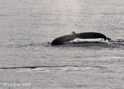 Humpback Whale,  Svalbard Norway 1