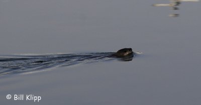 River Otter  5