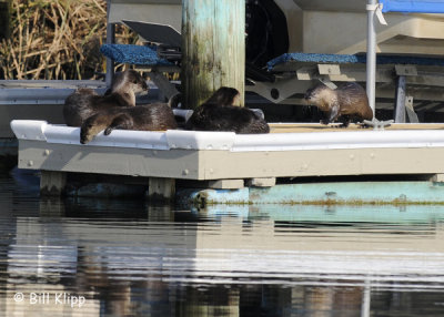 River Otters  6