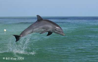 Bottlenose Dolphin 3