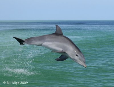 Bottlenose Dolphin 4