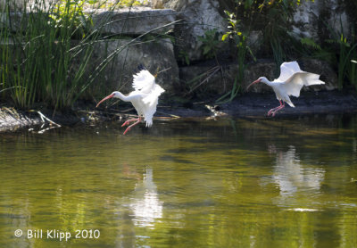 White Ibis,  Key West Botanical Gardens  2