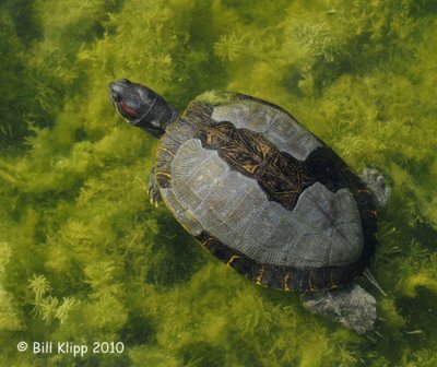 Turtle, Key West Botanical Gardens  3