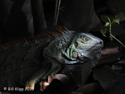 Iguana, Key West Botanical Gardens  5