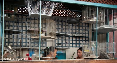 Song Birds for Sale, Havana 2