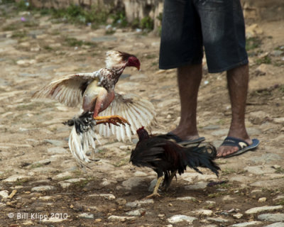 Cock Fight, Trinidad Cuba  3