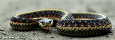 Garter Snake 3