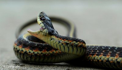 Garter Snake  2