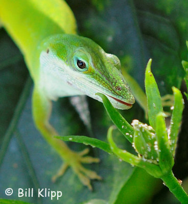 Green Anole eating aphids 2
