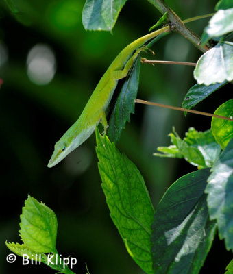 Green Anole 3