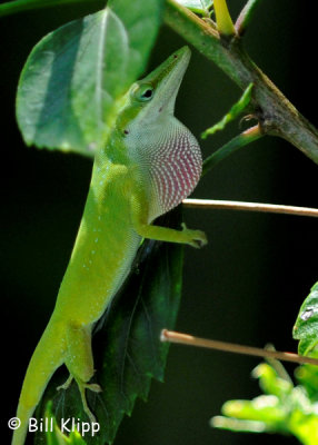 Green Anole with dewlap 4