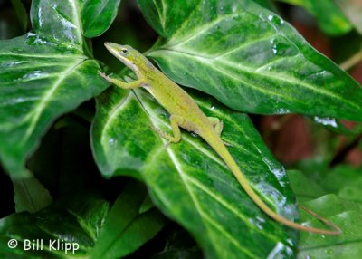 Green Anole 4