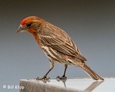 Male Finch  1