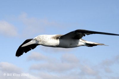 Blue Footed Booby