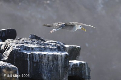 Albatros Taking Off