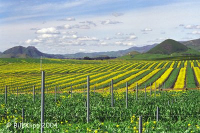 Edna Valley Vineyard, Ca.