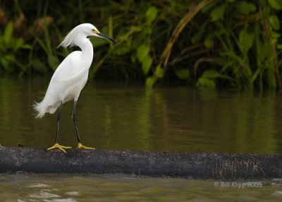 Snowy Egret, Amazon Peru