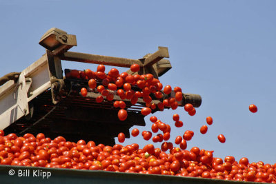 Byron Tomato Harvest 2