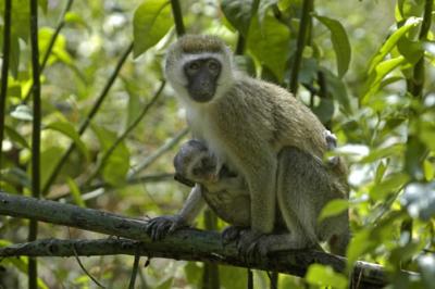  Vervet Monkeys, Samburu Kenya