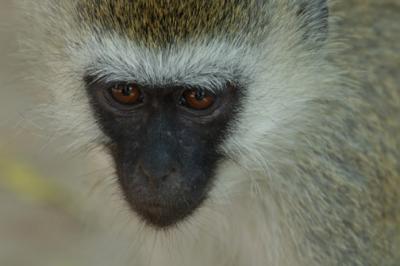  Vervet Monkey, Samburu Kenya