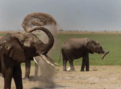 g3/57/566457/3/56230745.MammalsAfricaAmboselliElephantsBillKlippFeb200659_edited1.jpg