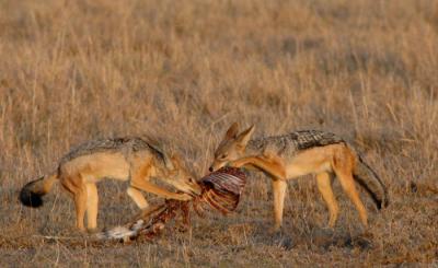 Silver Backed Jackals, Masai Mara  2