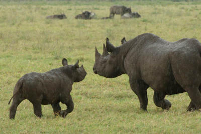 Black Rhinos, Ngorongoro Crater