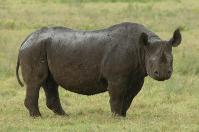 Black Rhino, Ngorongoro Crater 