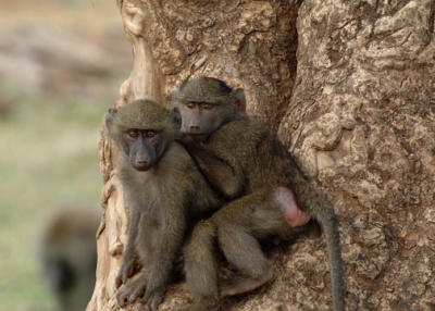 Baboons, Samburu Kenya