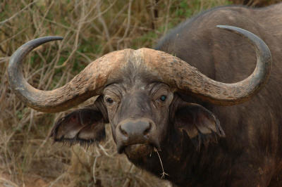 Cape Buffalo,  Samburu Kenya