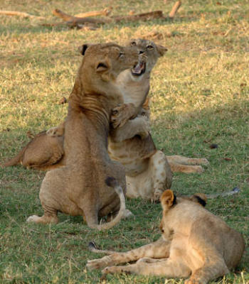 Lions, Samburu Kenya