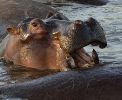 Hippo, Serengeti  4