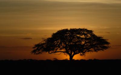 Acacia Tree Sunset, Serengeti 