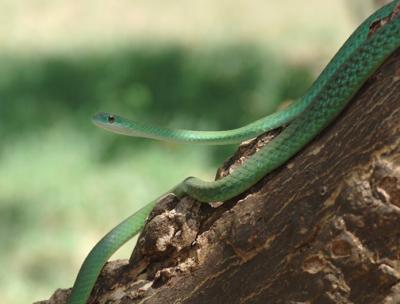 Green Mamba Snake, Samburu Kenya