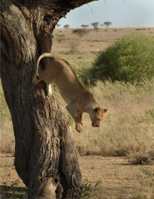 Tree Climbing Lion, Serengeti  20