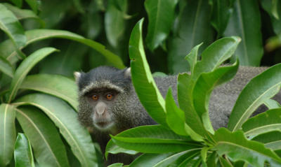 Sykes Monkey, Lake Manyara 1