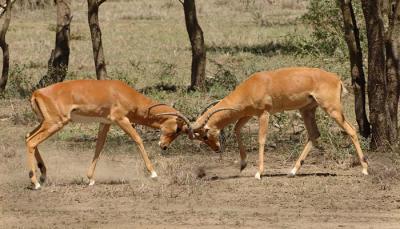 Dueling Impalas, Lake NDutu 