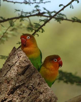 Love Birds, Lake NDutu 