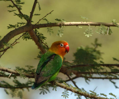 Love Bird, Lake NDutu
