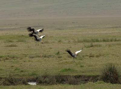 Crowned Cranes Landing,  Ngorongoro Crater