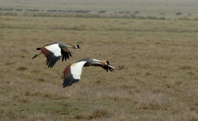 Crowned Cranes in Flight,  Ngorongoro Crater Tanzania