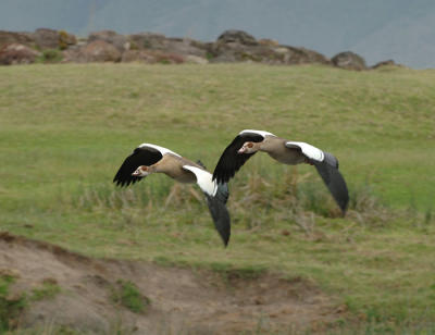 Egyptian Geese, Ngorongoro Crater 