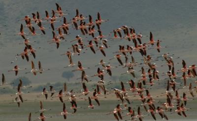 Lesser Flamingos, Ngorongoro Crater 
