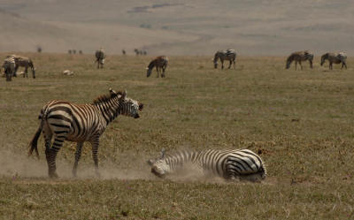 Zebra Dust Bath, Ngorongoro Crater