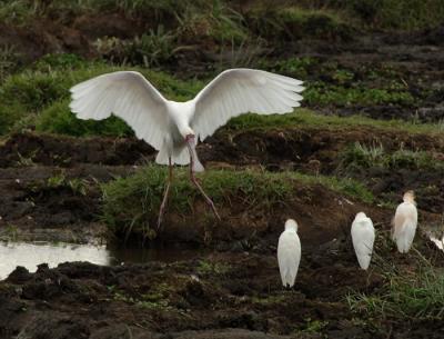 Spoonbill coming in for a landing, Ngorongoro Crater